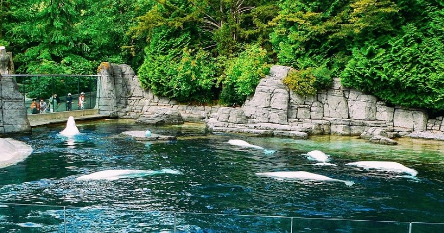 ونکوور ونکوور