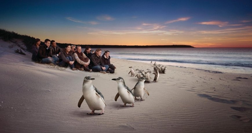 فیلیپ آیلند فیلیپ آیلند