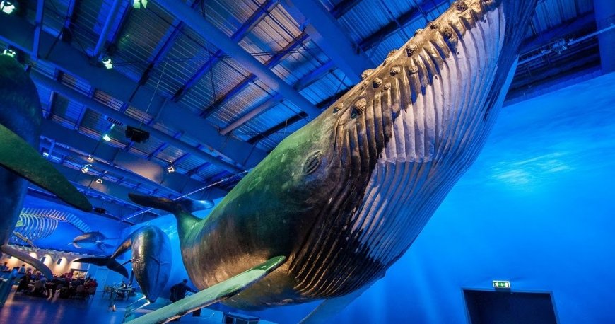 ایسلند ایسلند