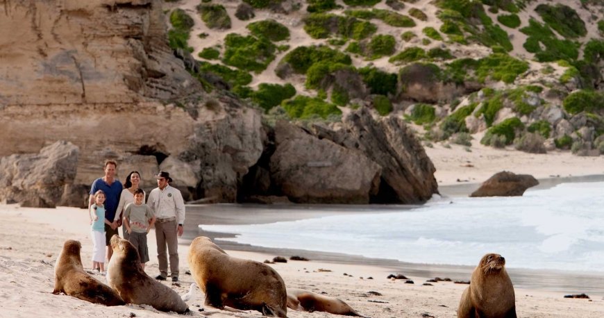 کانگورو آیلند