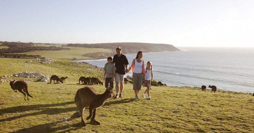 کانگورو آیلند