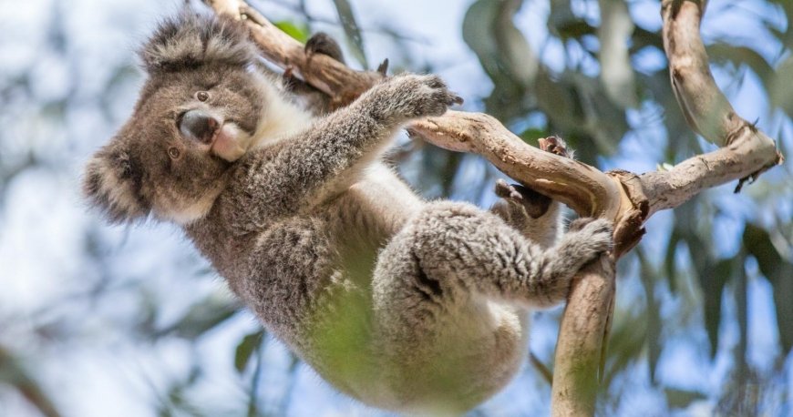 کانگورو آیلند