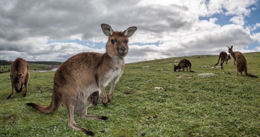 کانگورو آیلند