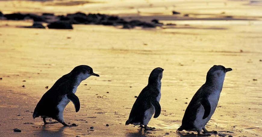 فیلیپ آیلند فیلیپ آیلند