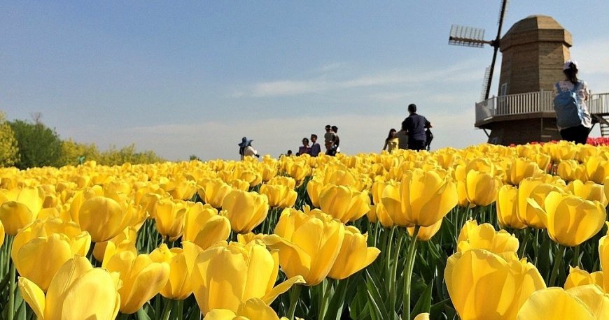 جشنواره گل لاله استانبول جشنواره گل لاله استانبول