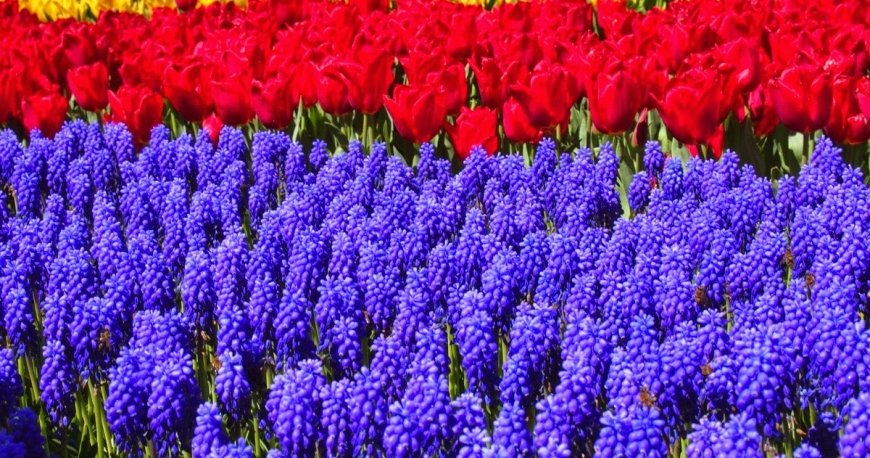 جشنواره گل لاله استانبول جشنواره گل لاله استانبول