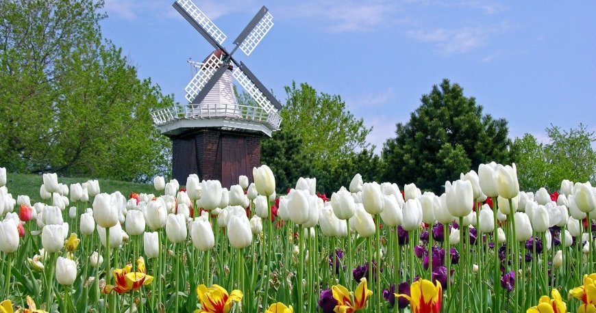 جشنواره گل لاله جشنواره گل لاله