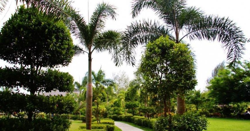 فضای سبز هتل بلا ویستا لنکاوی فضای سبز هتل بلا ویستا لنکاوی