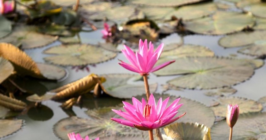 هتل پارک حیات