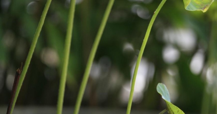 هتل سان ست بیچ ریزورت