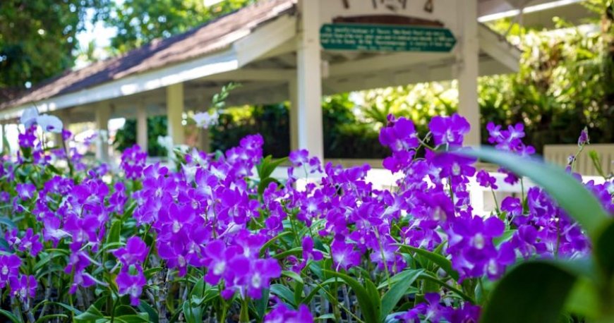 هتل تاورن پالم پیچ ریزورت هتل تاورن پالم پیچ ریزورت