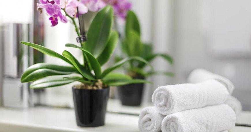 سرویس بهداشتی هتل کورونادو سرویس بهداشتی هتل کورونادو