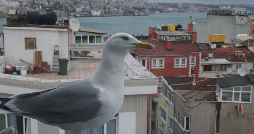 رستوران روف میز 360 استانبول رستوران روف میز 360 استانبول