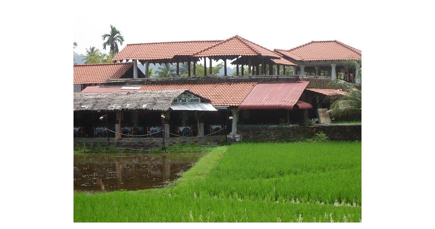 پیاز دِ پدی