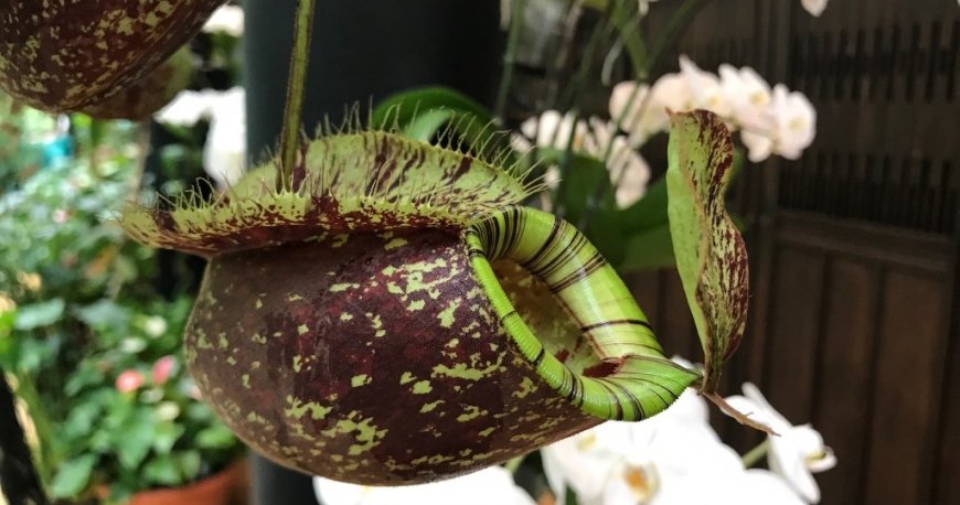 فرینگی گاردن فرینگی گاردن