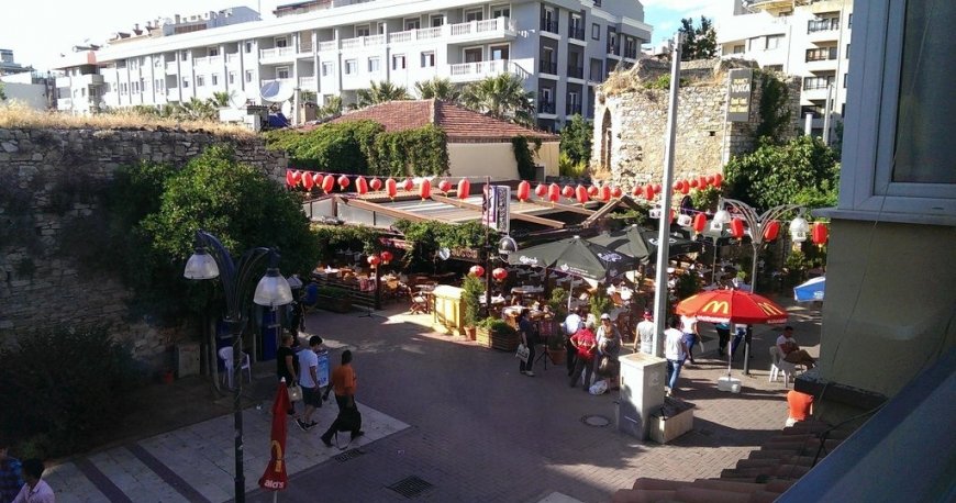 پلنت یوکا پلنت یوکا