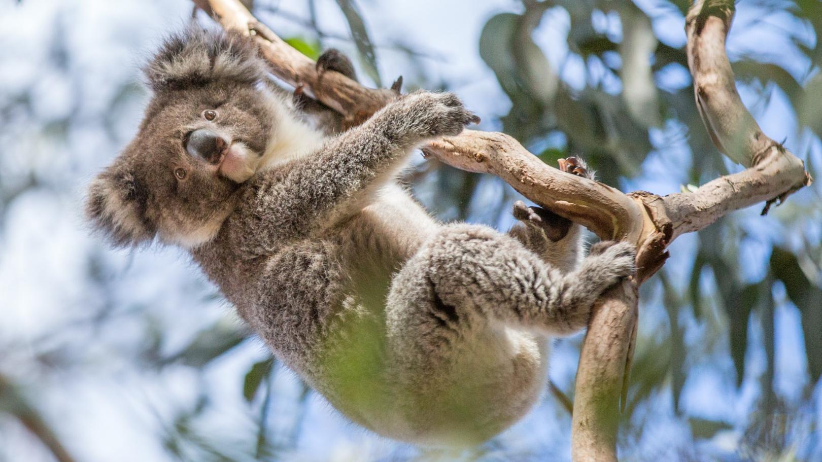 کانگورو آیلند