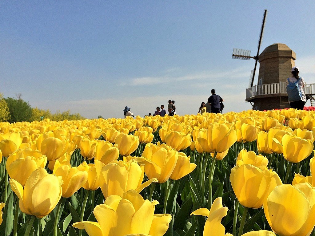 جشنواره گل لاله استانبول