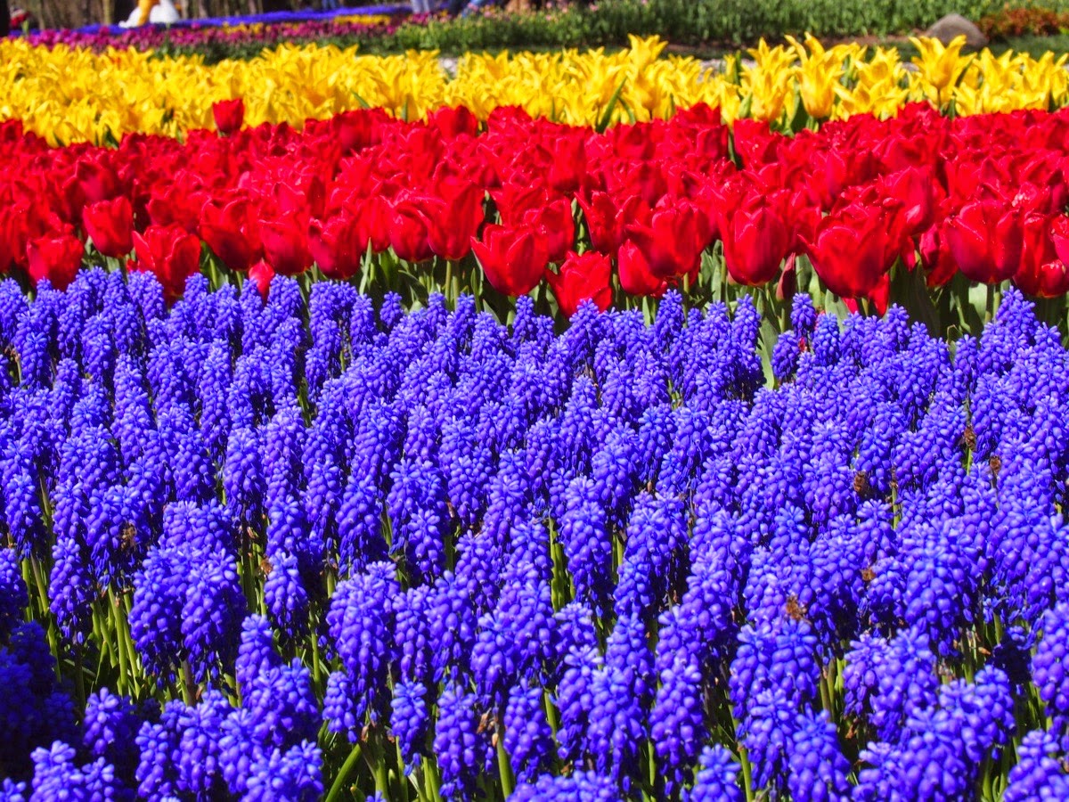 جشنواره گل لاله استانبول