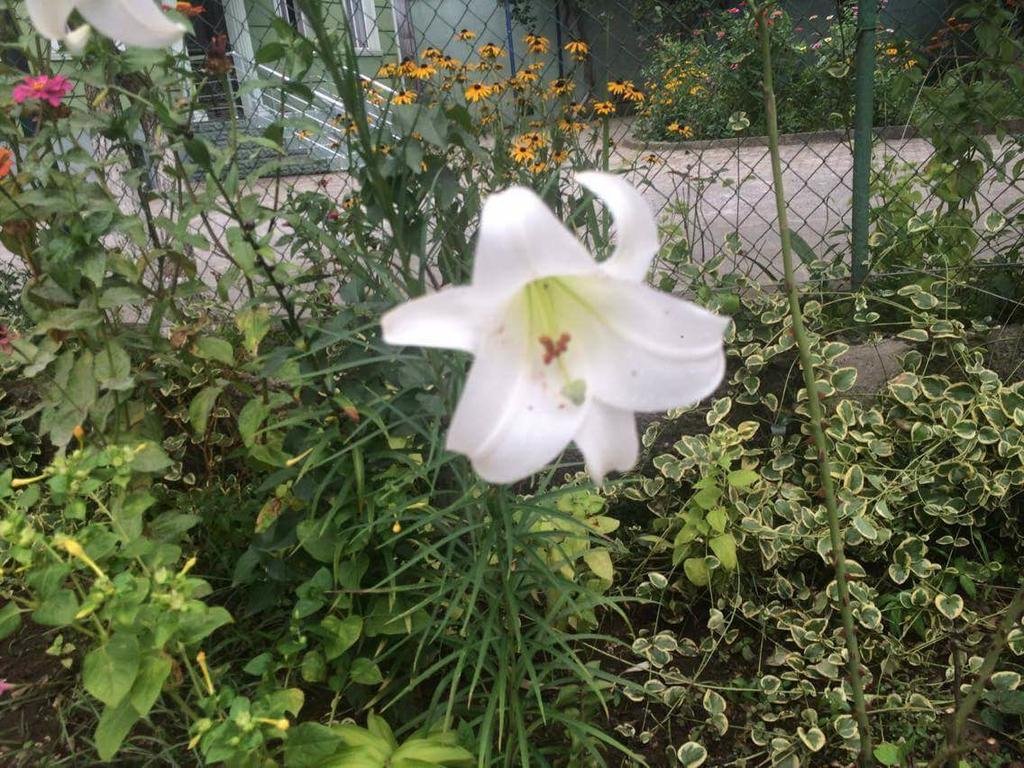 هتل گست هاوس ماری باتومی